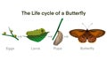 Butterfly life cycle, Cartoon caterpillar insects metamorphosis, eggs, larva, pupa, Life Cycle of Butterfly diagram Royalty Free Stock Photo